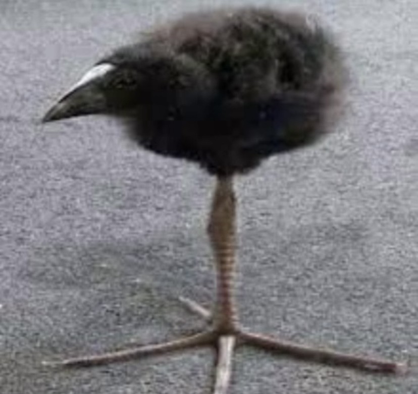 首圖