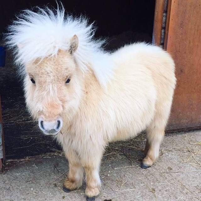 首圖