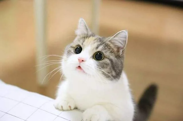 首圖